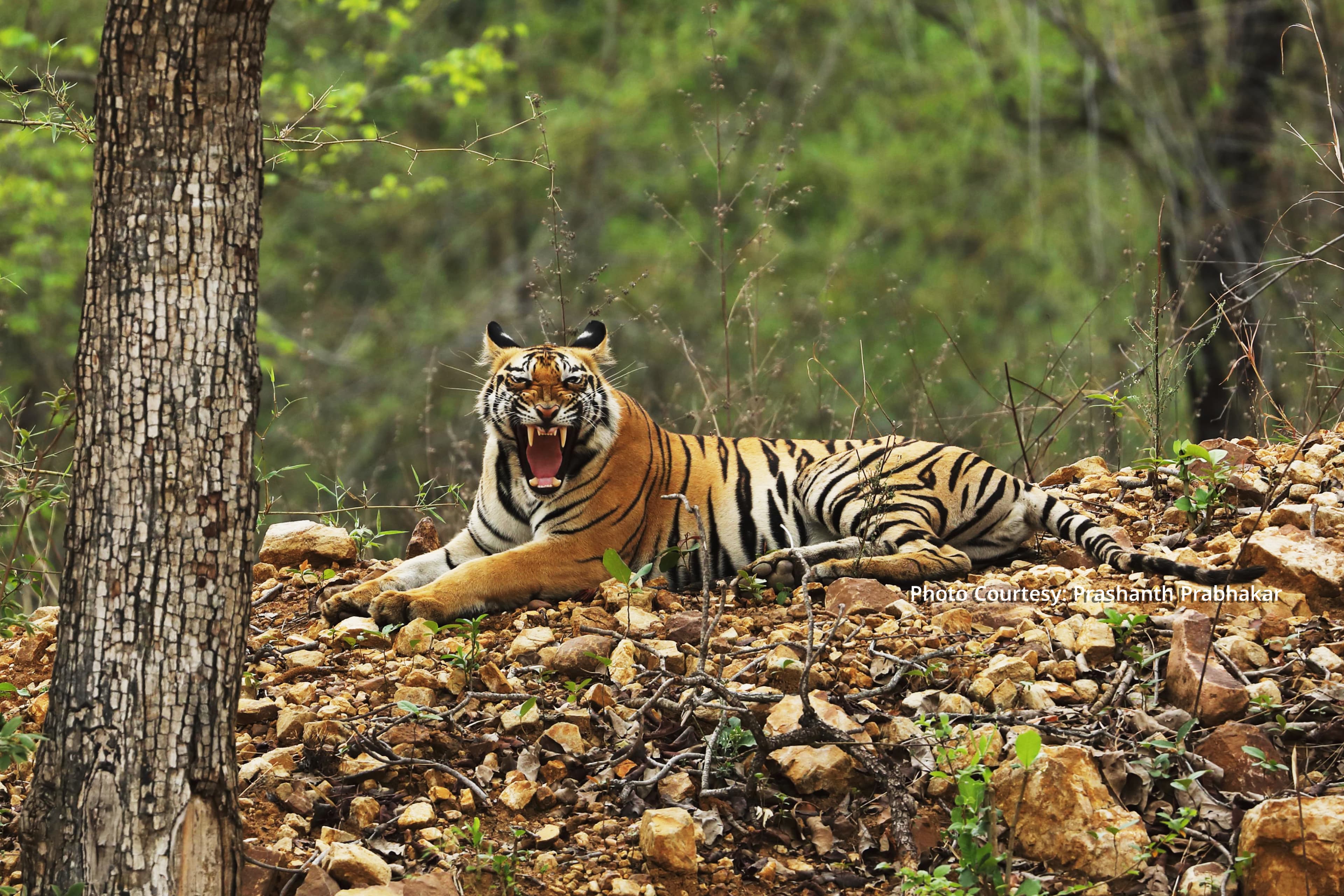 Best Wildlife Stock Footage from India in 4K