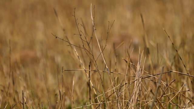 Golden Dry Grass Field in Warm Sunlight