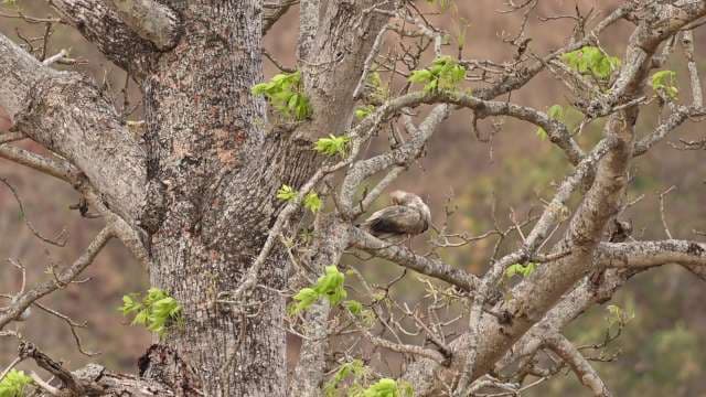 Brown-Feathered Vulture Perched on Leafy Tree Branch