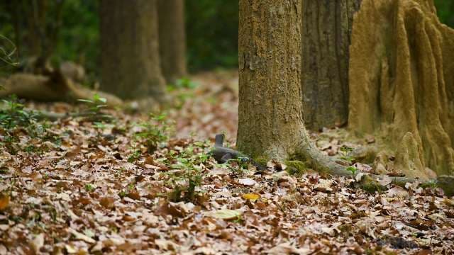 Life on the Forest Floor: Decomposers, Leaf Litter, and Termite Mounds