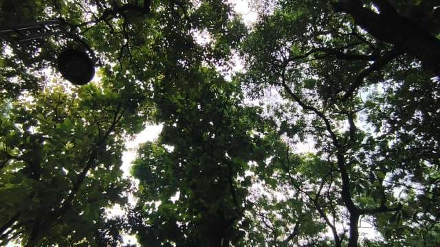 Dense Forest Canopy Looking Up at Sky