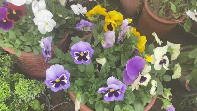 Vibrant Pansy Garden: Colorful Flowers in Bloom