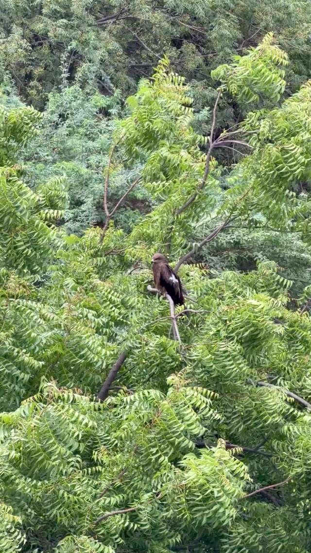 Majestic Black Kite Perched on a Lush Green Tree Branch