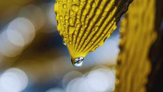 Macro Close-up of Water Droplets on a Vibrant Yellow Leaf