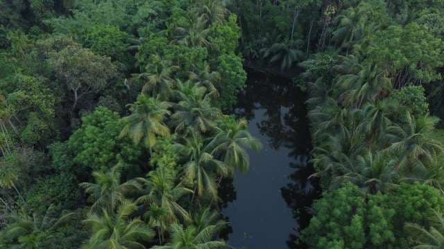 Aerial View of Dark River Flowing Through Lush Tropical Jungle