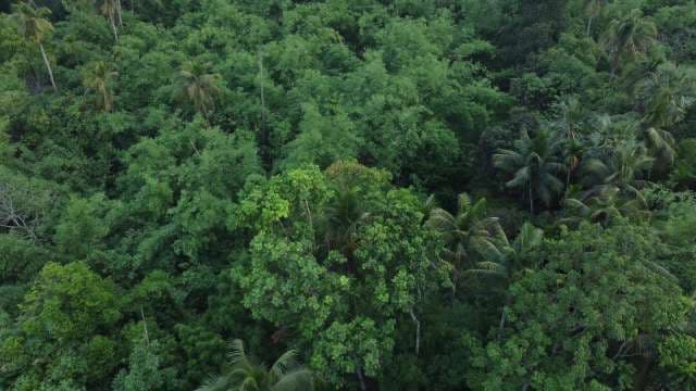 Aerial View of Dense Green Tropical Rainforest Canopy