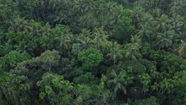 Aerial Perspective of Lush Tropical Palm Forest Canopy