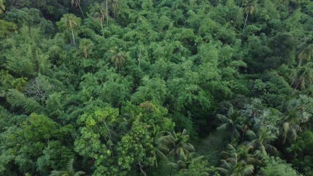 Aerial View of Dense Green Tropical Rainforest Canopy