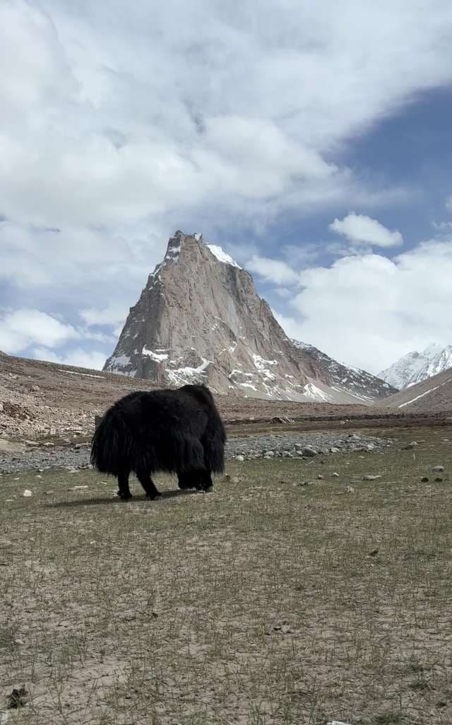 Black Yak Grazing Near Majestic Himalayan Mountain Peak