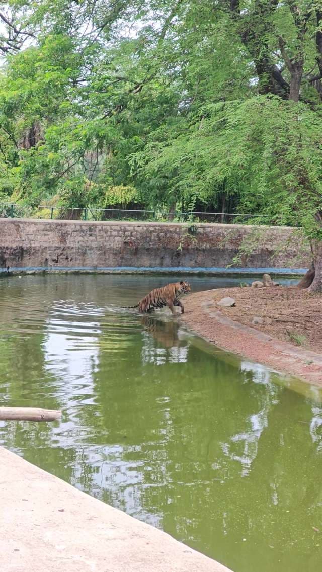 Royal Bengal Tiger Stepping Out of Zoo Pond