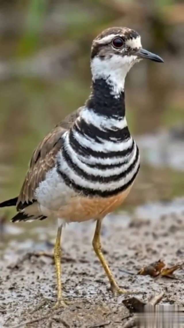 Three-banded Plover Bird Standing in a Wetland Environment
