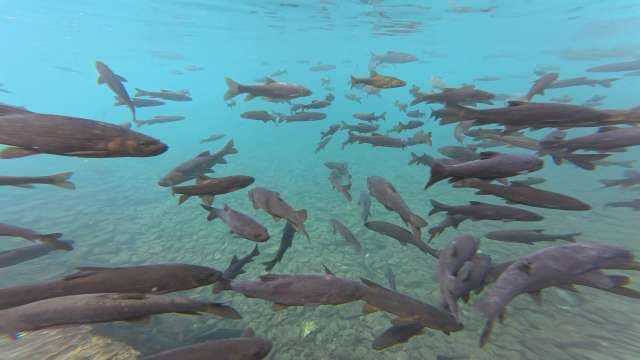 School of Freshwater Fish Swimming in Clear Blue Lake Water