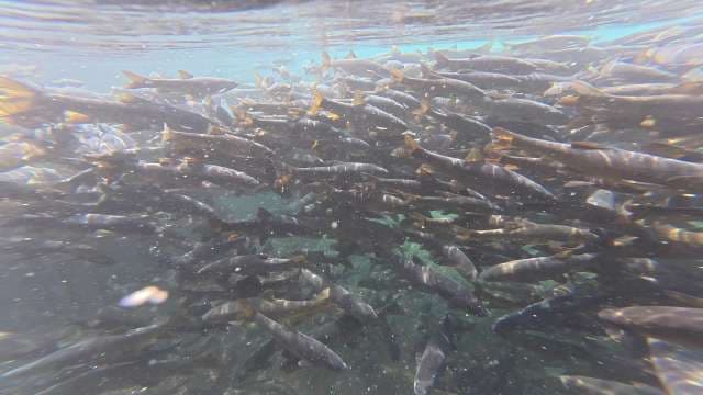 Massive School of Fish Swimming Underwater in Clear River
