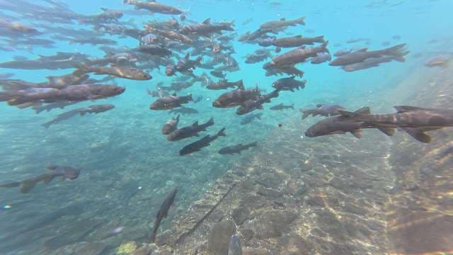 Underwater View of Schooling Fish in Clear Turquoise Water