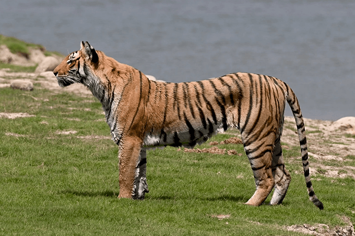 Wildlife
